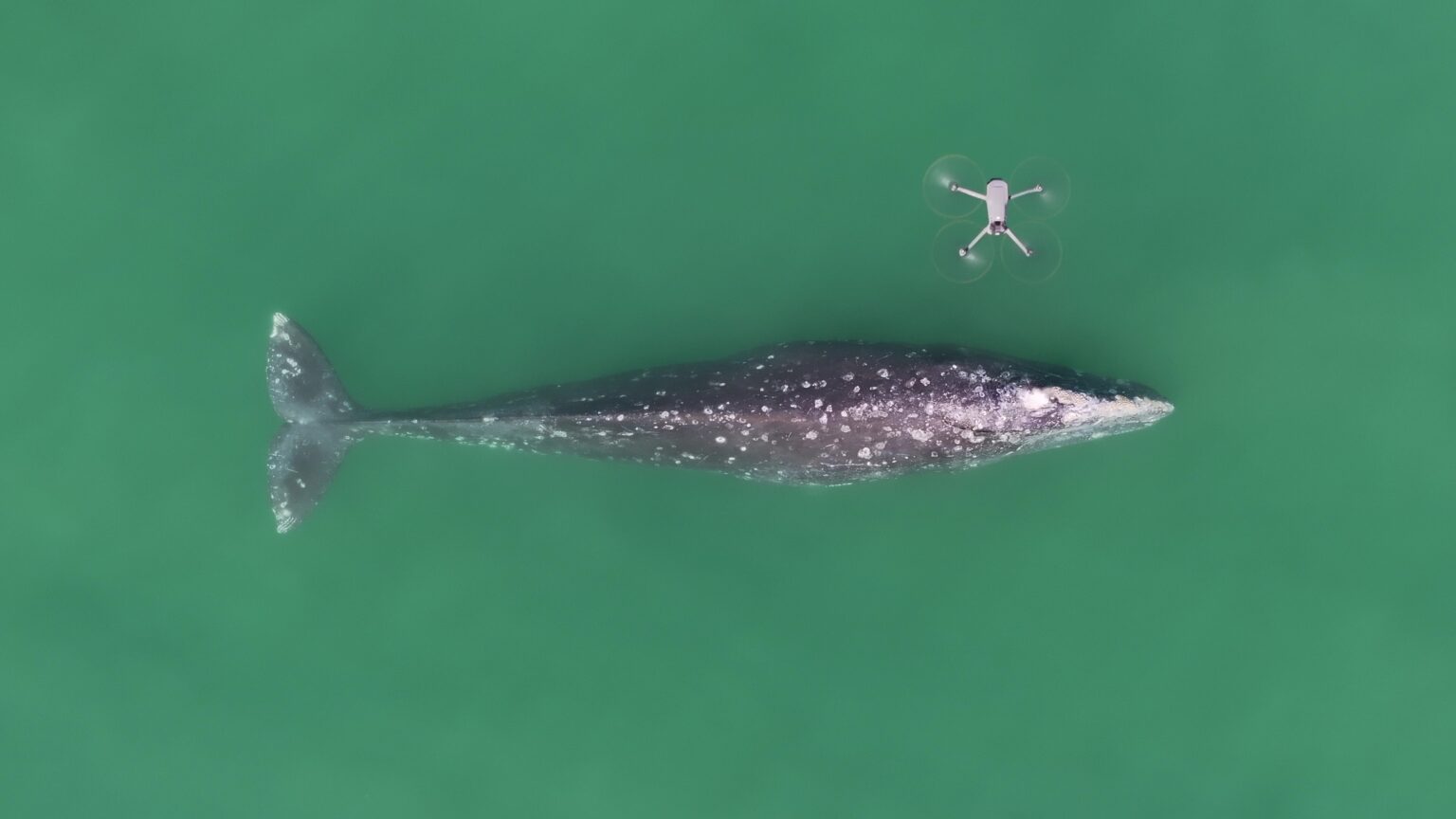 Captan las primeras imágenes aéreas de la vaquita marina en vida silvestre