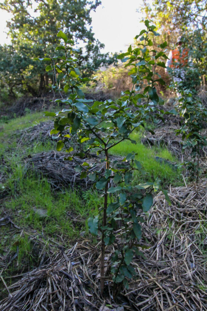 Belloto del norte (Beilschmiedia miersii) en Campo Los Maquis. Créditos: ©Tamara Núñez