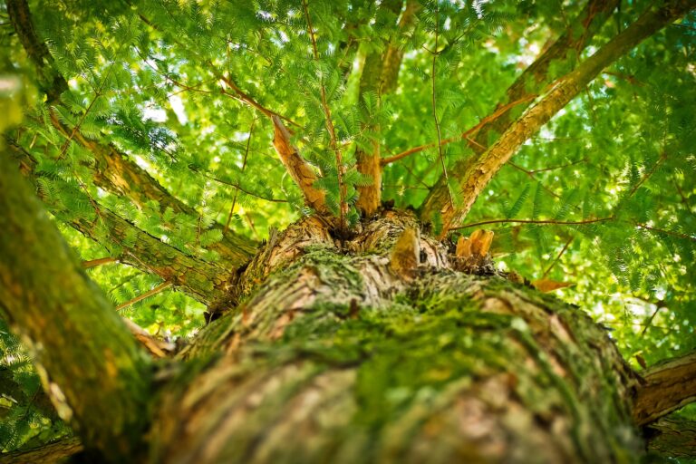 Es el cuarto proyecto que la AIFBN desarrolla con la Unión Europea. Créditos: Agrupación de Ingenieros Forestales por el Bosque Nativo (AIFBN)