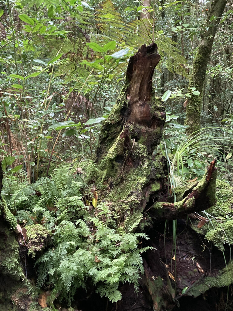 Créditos: Observatorio Bosquentrama