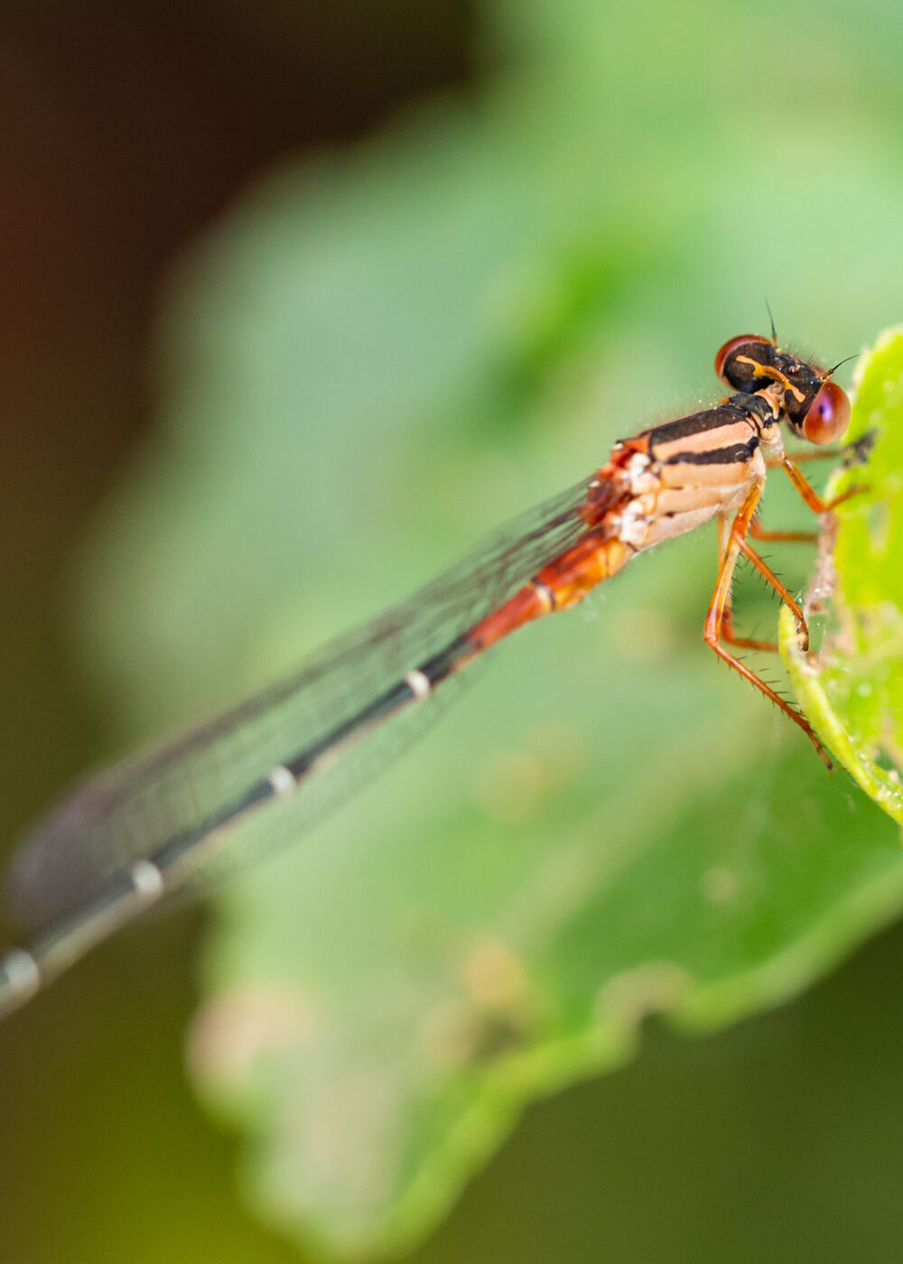 Cambio de color: ¿Cómo afecta el cambio climático en la reproducción de los insectos?