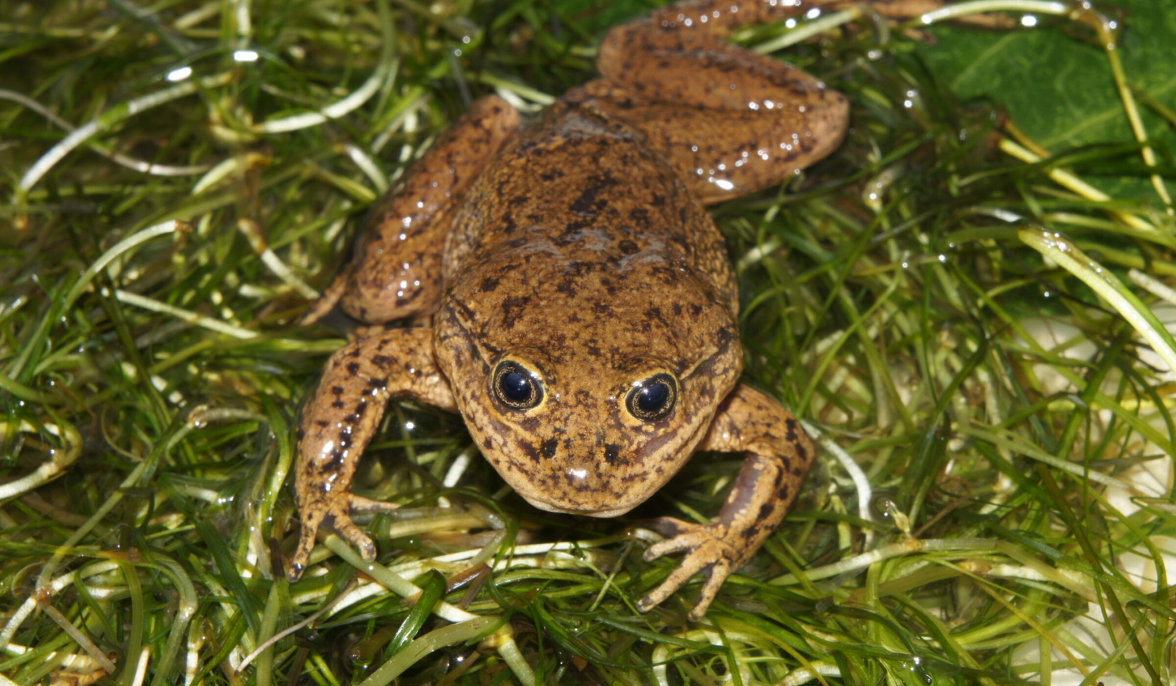 Bioindicadores: Cuatro especies chilenas altamente sensibles y en peligro por la pérdida de su hábitat