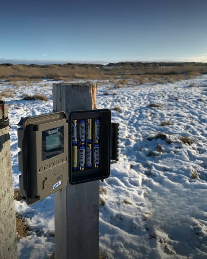 Cámara Trampa. Créditos: Reserva Natural Pingüino Rey.