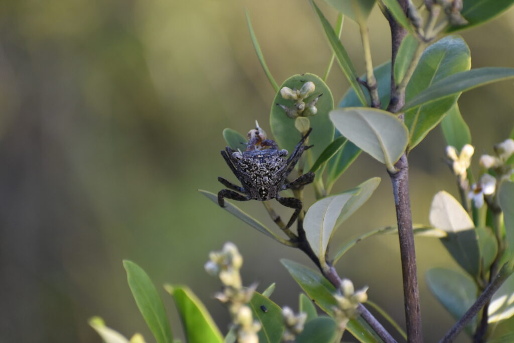 Cangrejo de mangle (Aratus pisonii). Créditos: Brenna Farrell