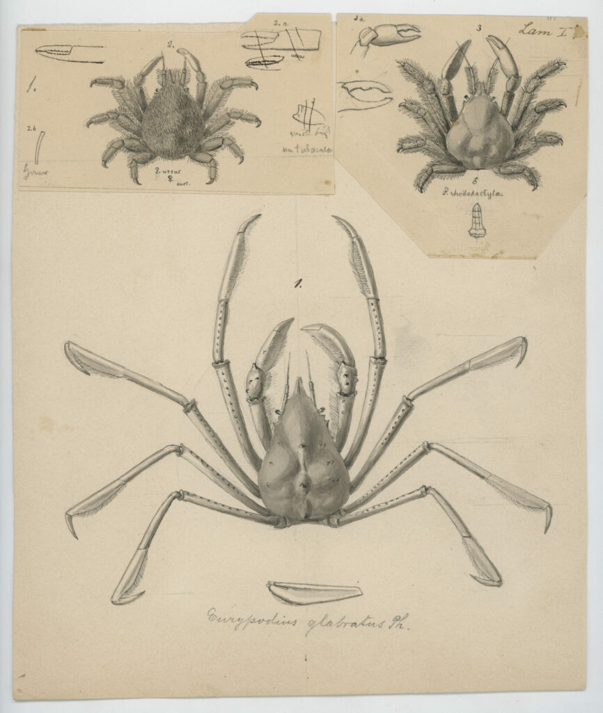 Crustáceos estudiados por Rudolph Philippi. Créditos: Gentileza Archivo Emilio Held