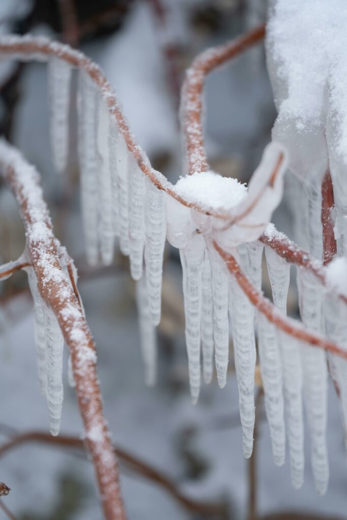 Los carámbanos se pueden formar en las ramas de los árboles. Foto: Mateusz Walendzik en Pexels