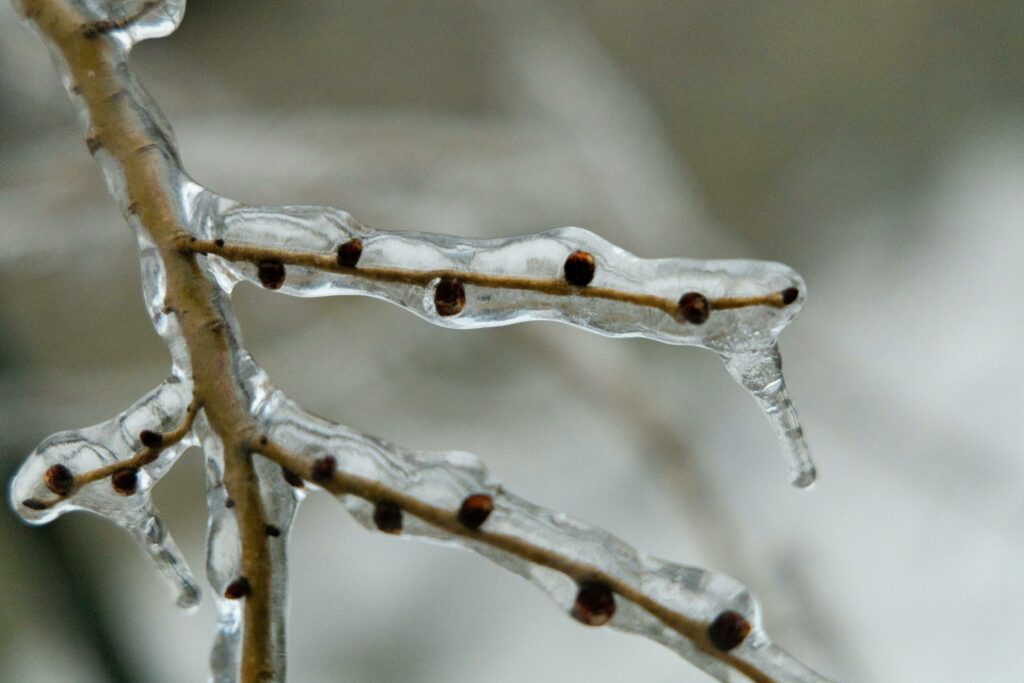 Carámbanos creciendo de las ramitas de un árbol. Foto: Julia Barrante en Pexels