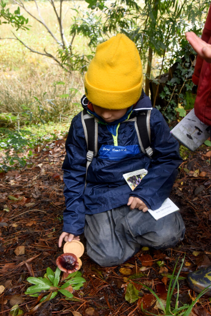 Niño observando el reino Fungi.