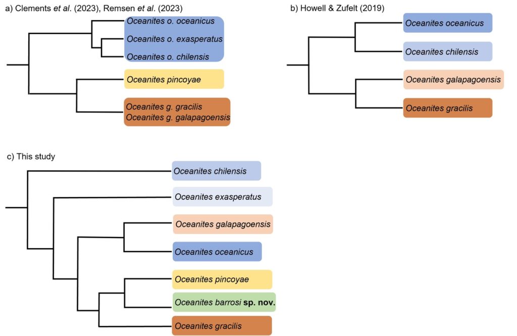 El nuevo estudio propone cuatro clados en el género Oceanitas. Gráfico: Heraldo Norambuena vía X