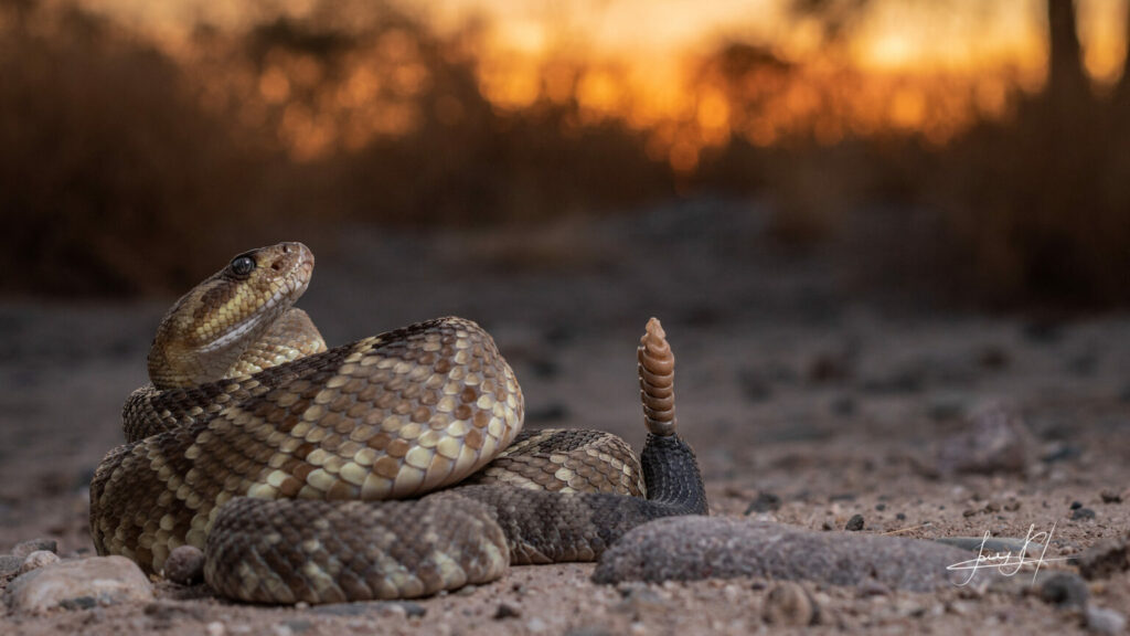 Cascabel de cola negra (Crotalus molossus), una serpiente muy común en el estado de Sonora, en el noroeste de México. Pueden llegar a medir más de un metro de longitud en su adultez. Foto: Jorge Jiménez Canale