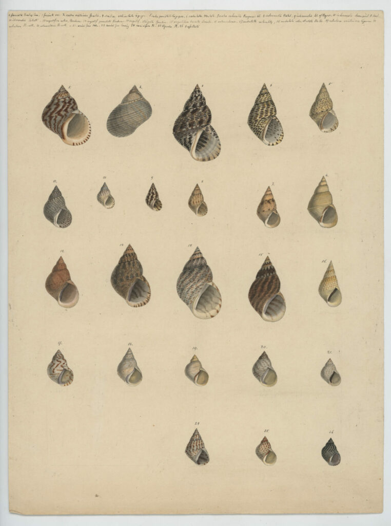 Ilustración de conchas de mar de Rudolph Philippi. Créditos: Gentileza Archivo Emilio Held