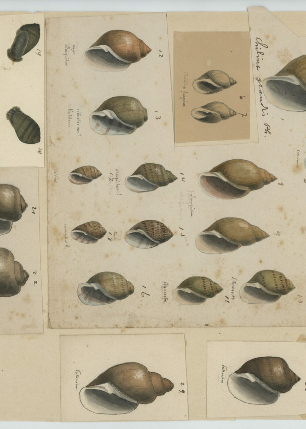 Exhibirán inédita muestra del archivo del naturalista alemán Rudolf Philippi en Chile, a 120 años de su muerte