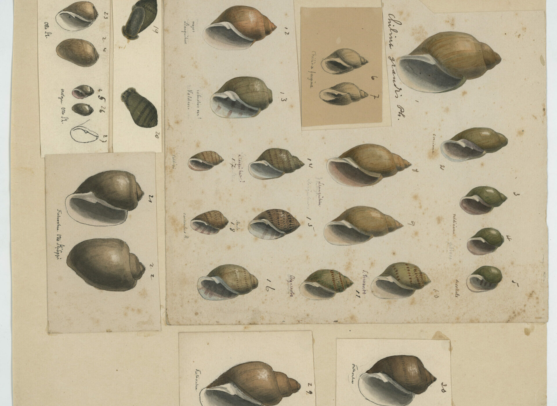 Exhibirán inédita muestra del archivo del naturalista alemán Rudolf Philippi en Chile, a 120 años de su muerte