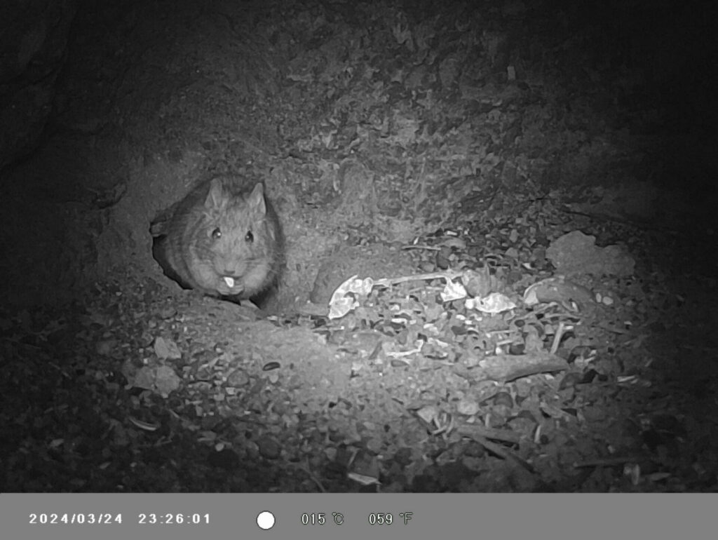 Degú costino (Octodon lunatus). Créditos: Mauco Consultoría Ambiental