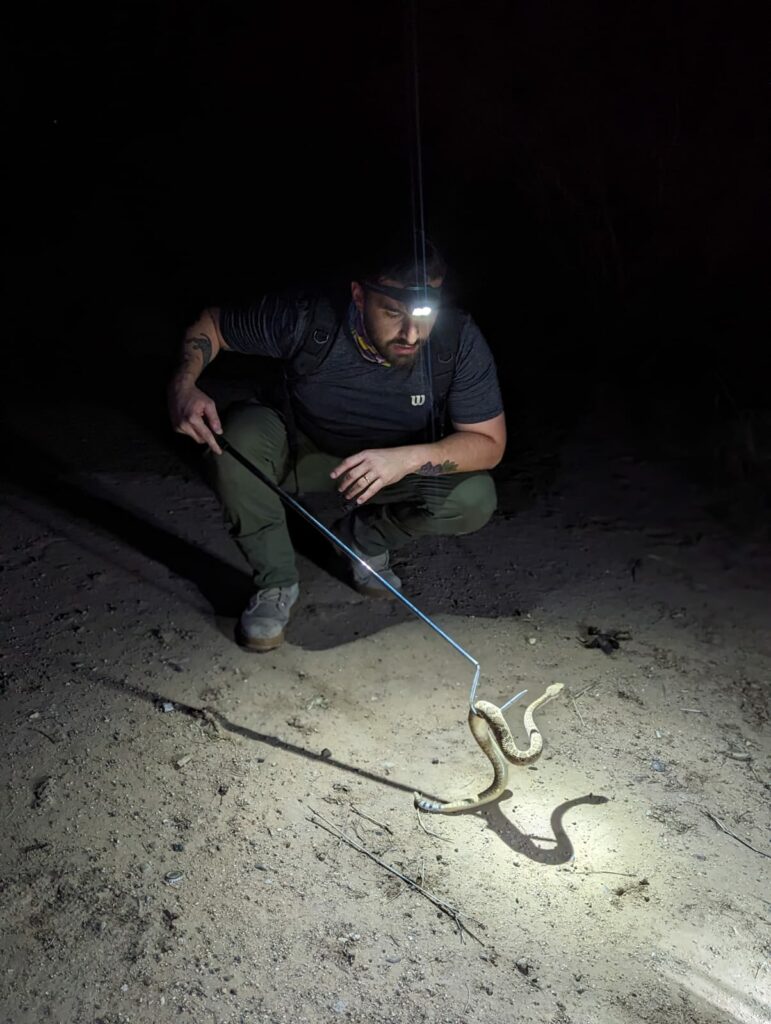 Durante el verano, las serpientes de cascabel suelen mantenerse activas durante la noche, esto debido a que son animales “ectotérmicos” (de sangre fría). Necesitan el calor del ambiente, pero no temperaturas tan altas como se presentan durante el día. Foto: Jorge Jiménez Canale