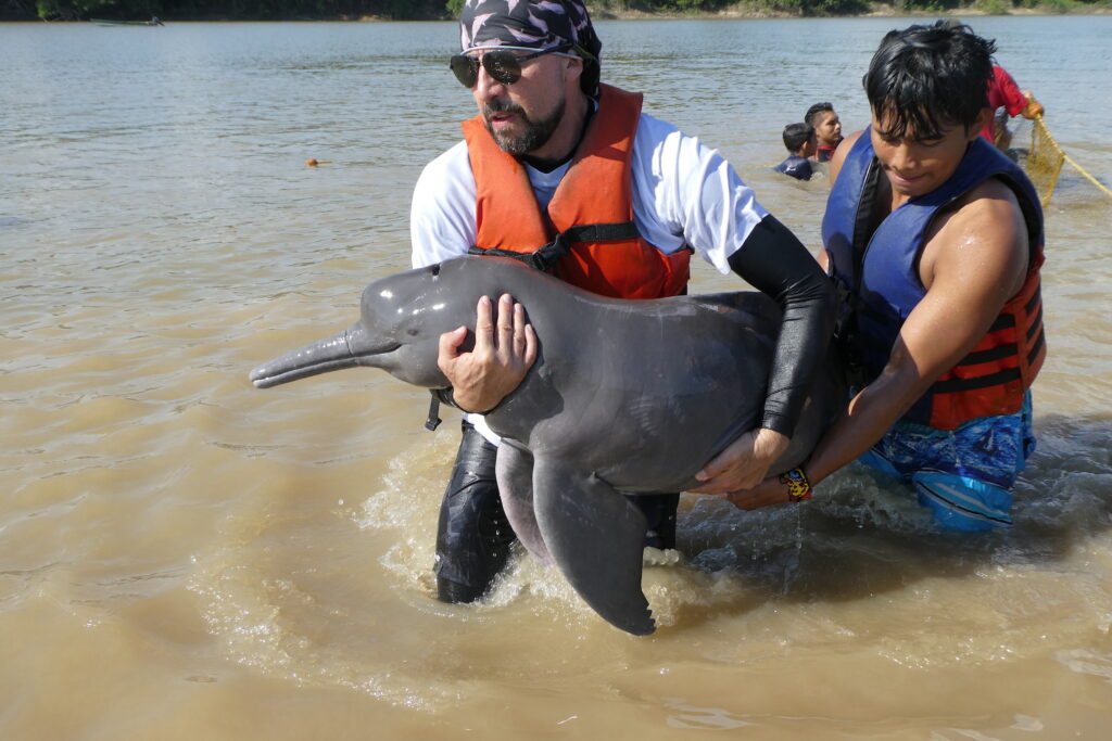 Fernando Trujillo en el Amazonas rescatando un delfín. Créditos: Fernando Trujillo / Omacha. 