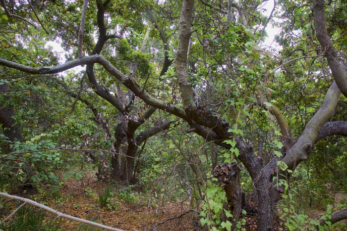 El territorio que abarca el proyecto comprende entre las regiones de Valparaíso y Los Lagos. Créditos: Agrupación de Ingenieros Forestales por el Bosque Nativo (AIFBN)