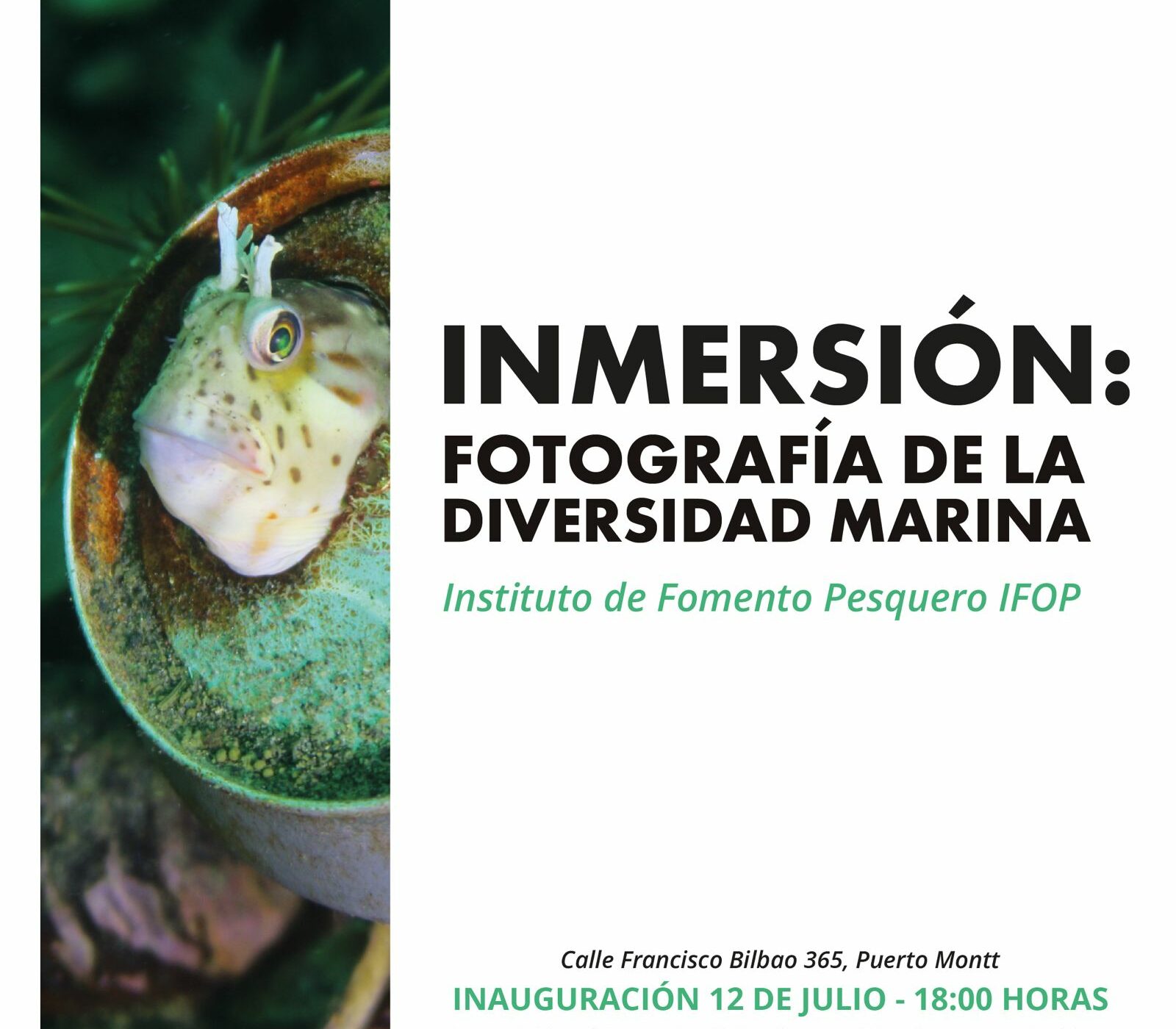 «Inmersión: Fotografía de la Diversidad Marina»: Inédita exposición artística sobre la conservación del ecosistema marino se inagura hoy para la comunidad de los Lagos