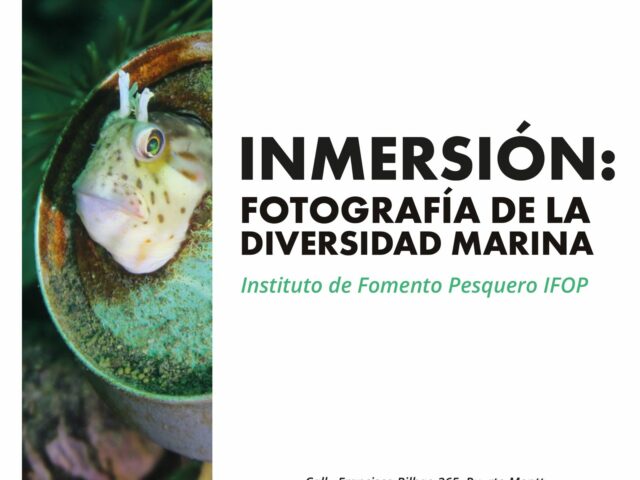 «Inmersión: Fotografía de la Diversidad Marina»: Inédita exposición artística sobre la conservación del ecosistema marino se inagura hoy para la comunidad de los Lagos