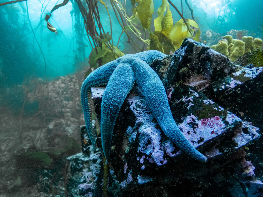 La biodiversidad que habita en los bosques de alga. Créditos Carolina Pantano.