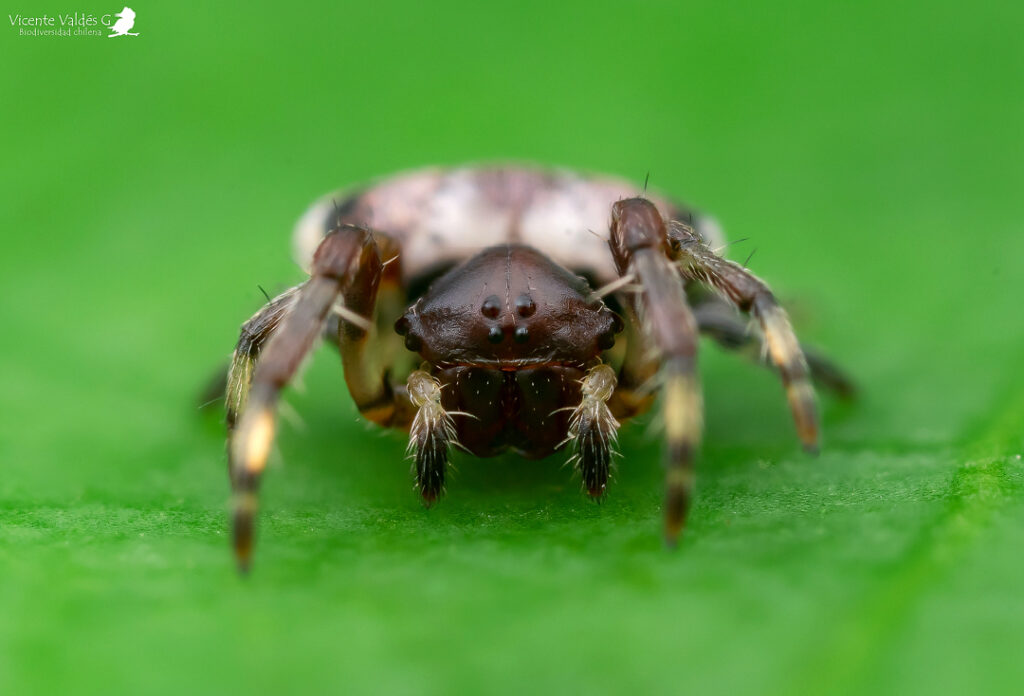 Gnolus angulifrons. Créditos Vicente Valdés