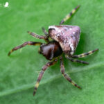 Gnolus angulifrons. Créditos Vicente Valdés