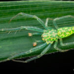 Gnolus sp. Créditos Vicente Valdés