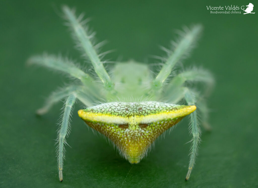 Gnolus spiculator. Créditos Vicente Valdés