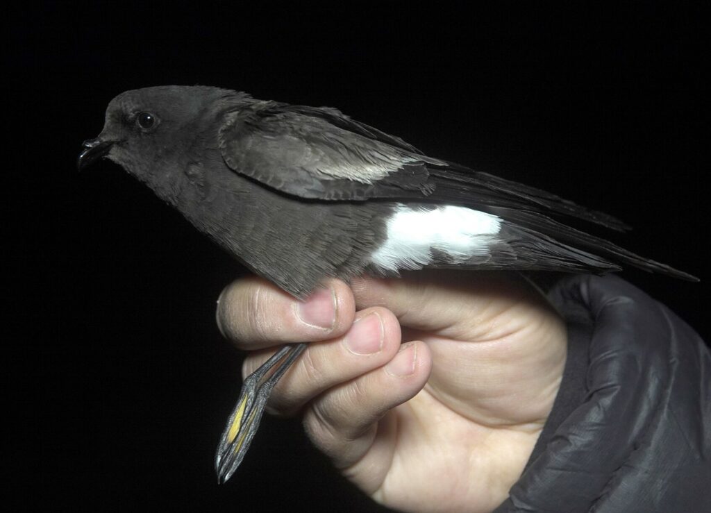 La golondrina de mar andina. Foto: Herlado Norambuena vía X