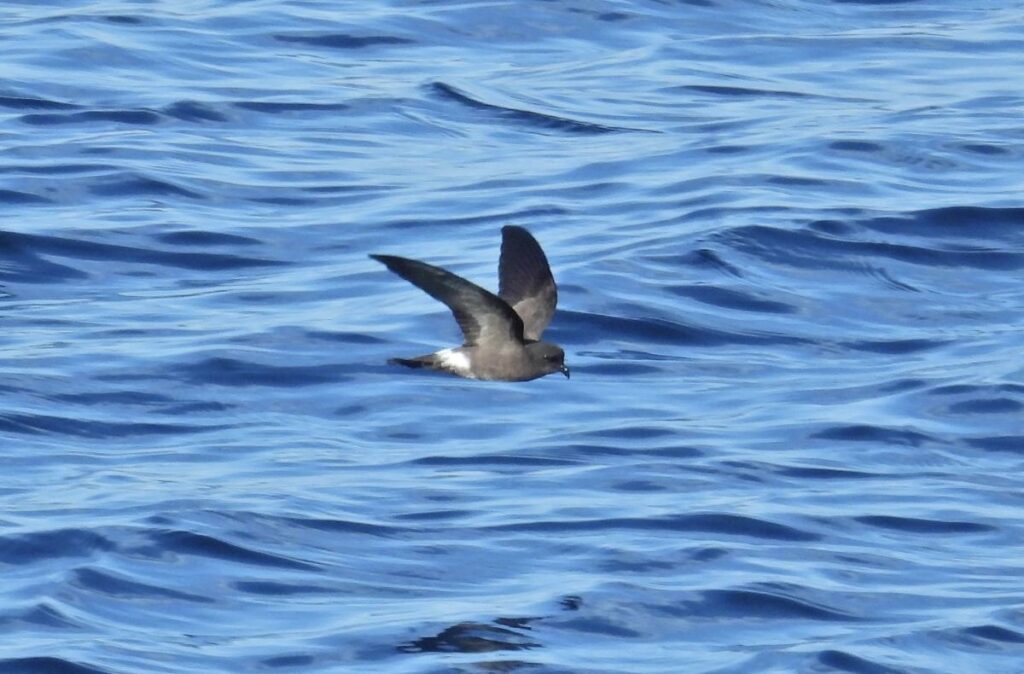 Golondrina de mar chica (Oceanites gracilis). Foto: Alejandra Pons