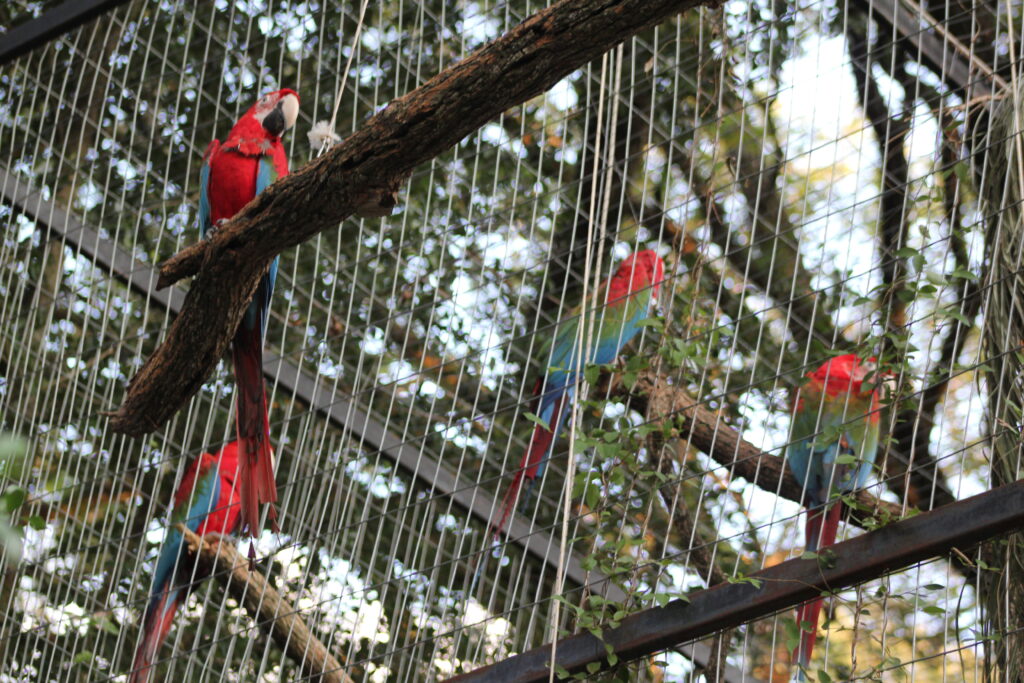 Guacamayos en Iberá.