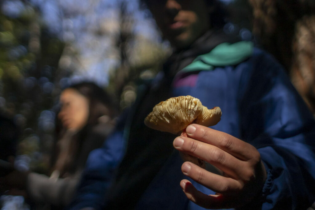 La nueva especie de hongo solo se había visto en Valdivia y Chiloé. Foto: Agencia Gradual Ltda.