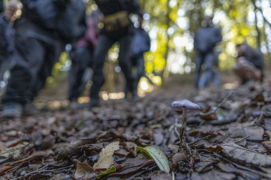 El bosque nativo donde habita es un relicto de ecosistema caducifolio de Concepción, vital para la conservación de especies arbóreas. Foto: Agencia Gradual Ltda.