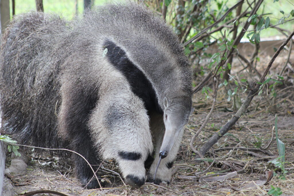 Oso hormiguero en busca de alimento.