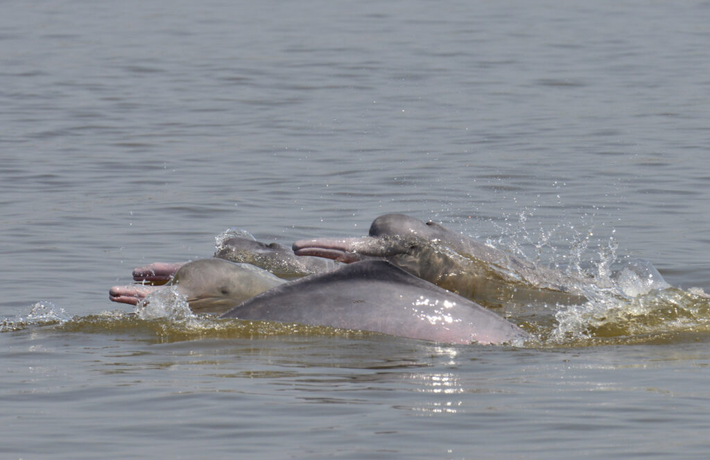 Delfines de río. Créditos: Fernando Trujillo.