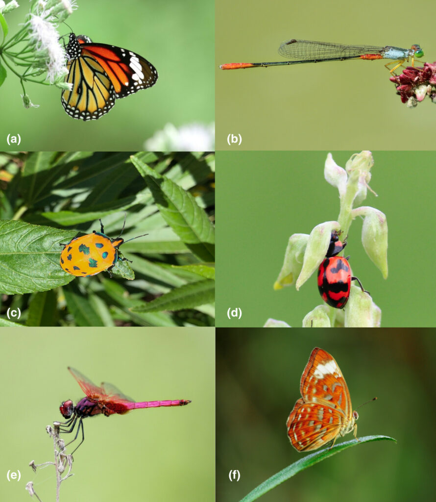 Los insectos presentan diversos colores que se producen a partir de pigmentos, colores estructurales o una combinación de ambos. (a) Danaus genetia , (b) Ceriagrion cerinorubellum , (c) Tectocoris diophthalmus , (d) Coccinella transversalis , (e) Trithemis aurora , (f) Taxila haquinus. Créditos: MK Khan.