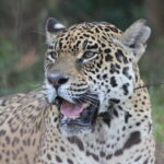 Jaguar en Isla San Alonso. Foto: Bárbara Tupper