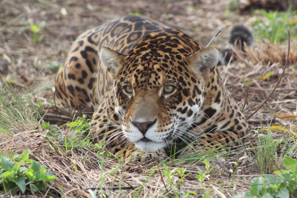 Jaguar descansando. Foto: Bárbara Tupper