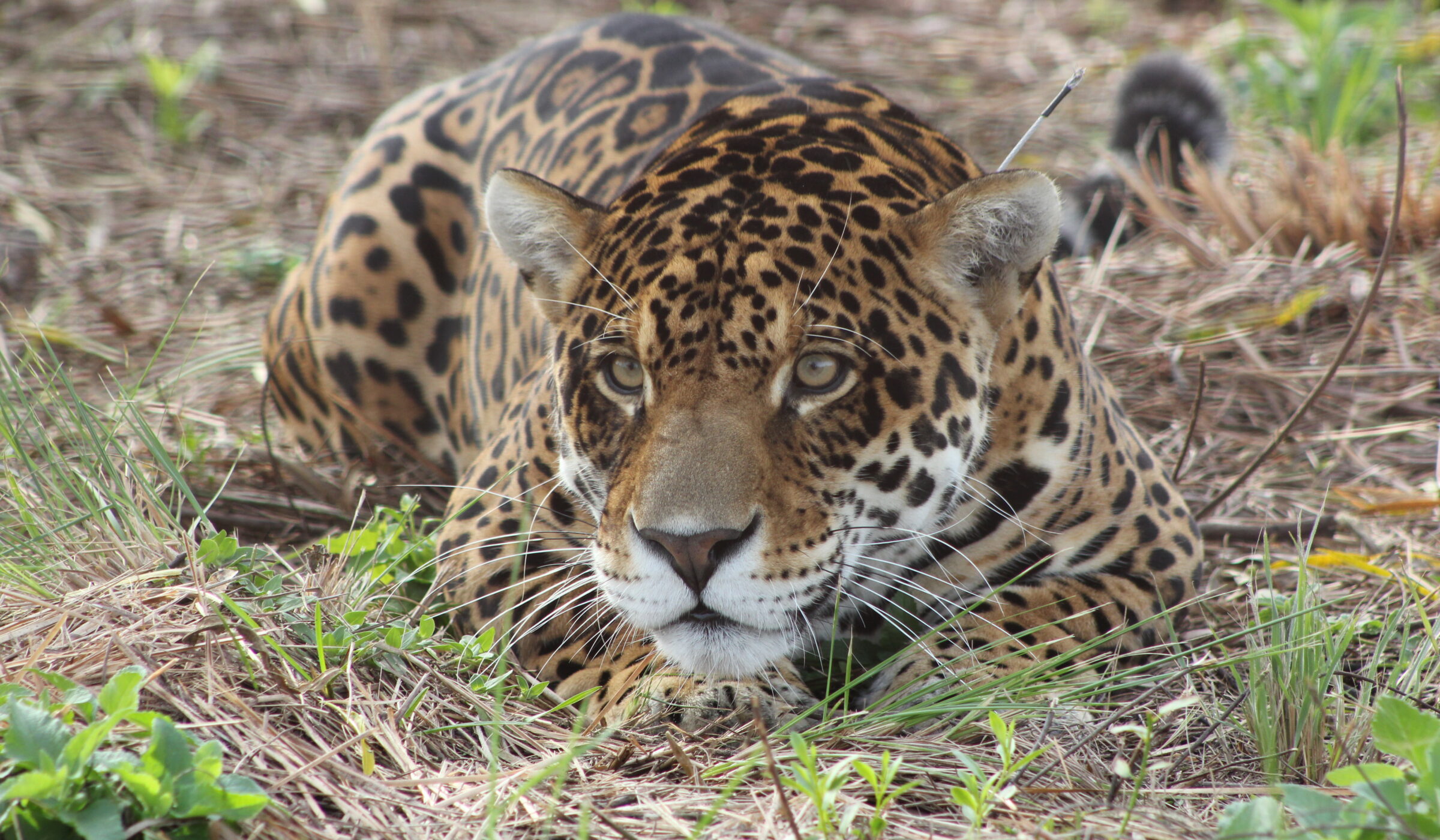 Rewilding Argentina, repoblando el segundo humedal más grande de América