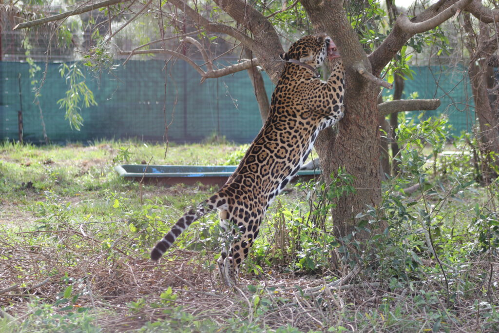 Jaguar en Portal San Nicolás.