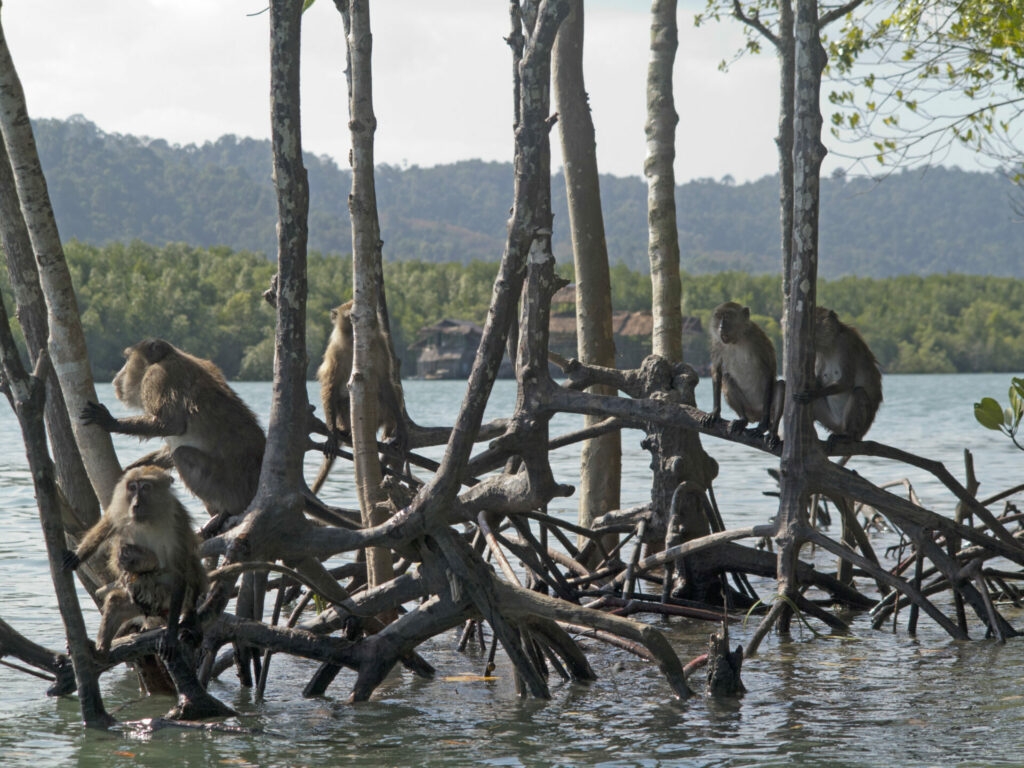 Macacos cangrejeros en manglares de Tailandia. Créditos: Peter Prokosch