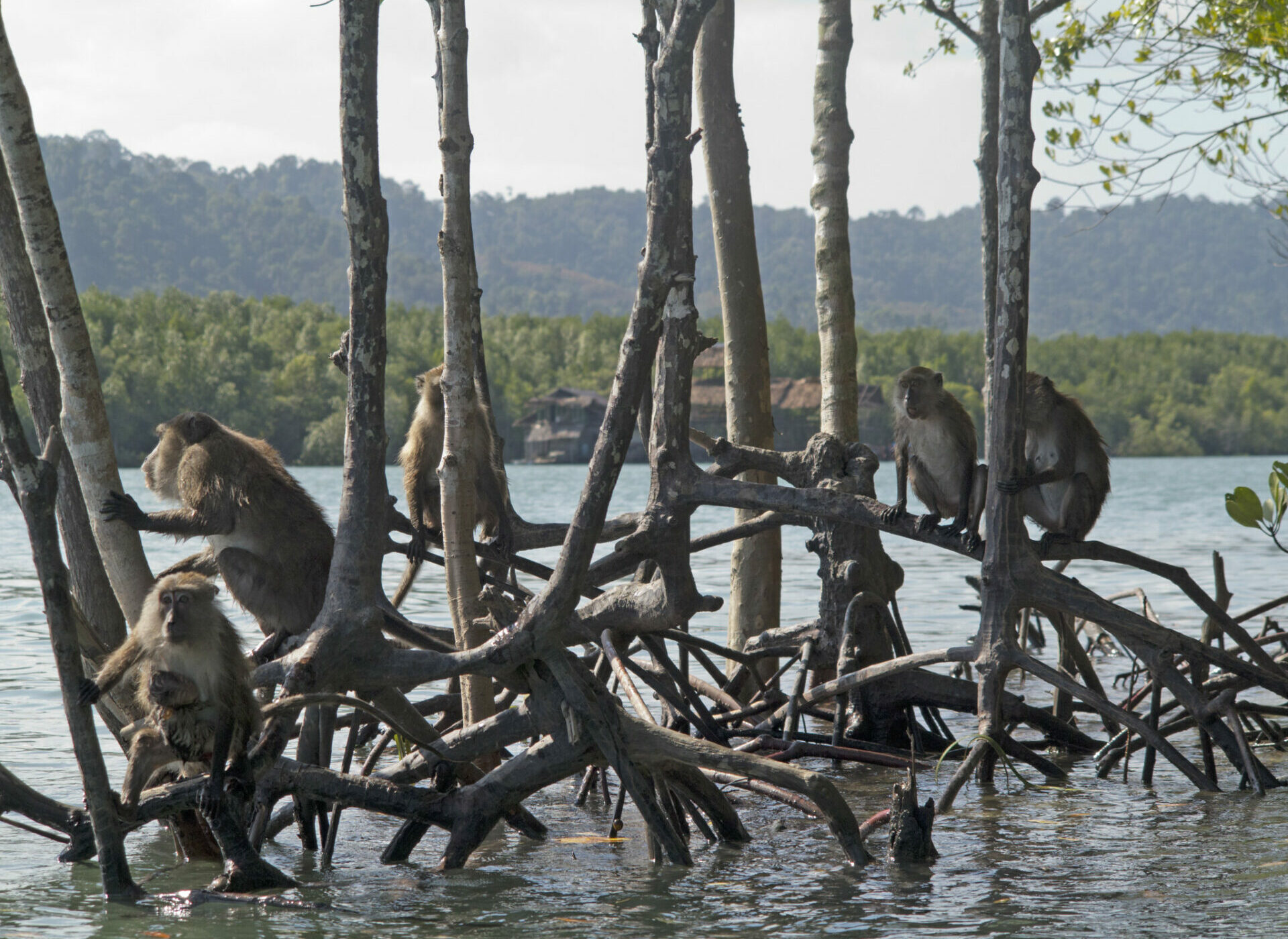 Día Internacional de los manglares: conoce el alto valor de estos ecosistemas