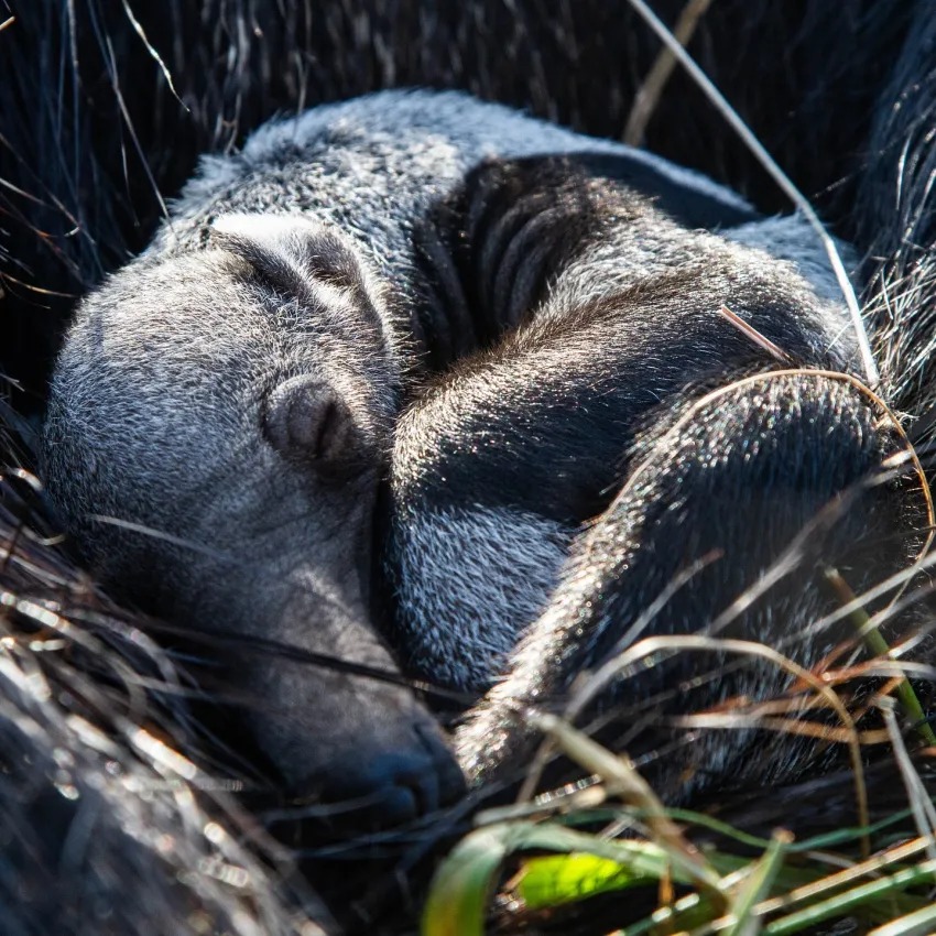 Una mamá oso hormiguero descansando. Foto: Rewilding Argentina