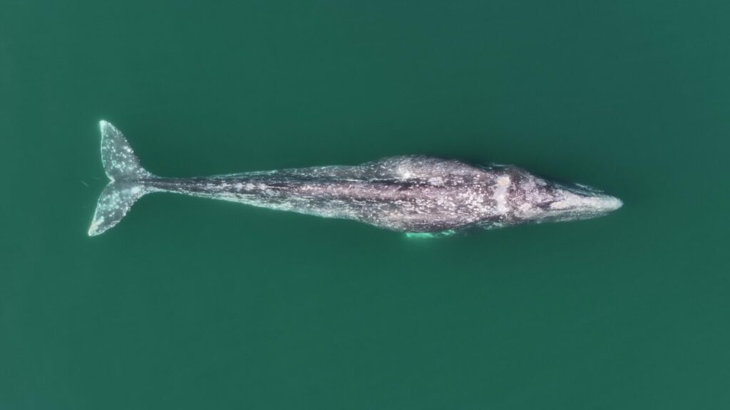 Patrones de manchas de una ballena gris (Eschrichtius robustus), vistos con la cámara de un dron. Foto: Fabián Rodríguez / GWRM-PRIMMA-UABCS