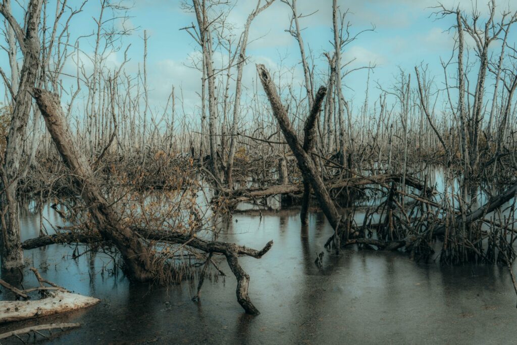 Manglar muerto. Créditos: Osmany Menderos.