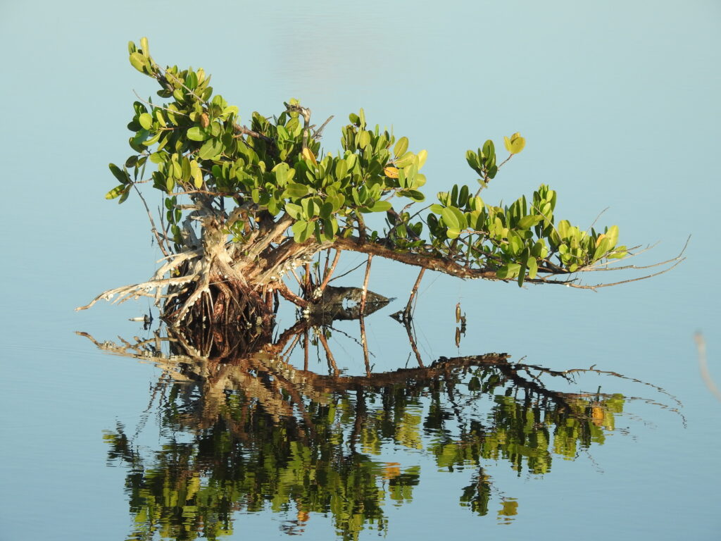 Laguncularia racemosa. Créditos: Jeffrey Gammon