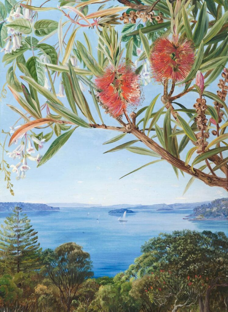 "Dos arbustos australianos con el puerto de Sydney debajo". Pintura al óleo de Marianne North, 1880. Créditos: Junta de Síndicos, RBG Kew.