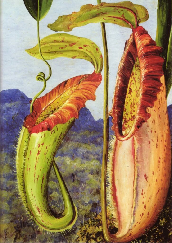 Nepenthes Northiana, 1876. Créditos: Andrew McRobb / Junta Directiva, RBG Kew.