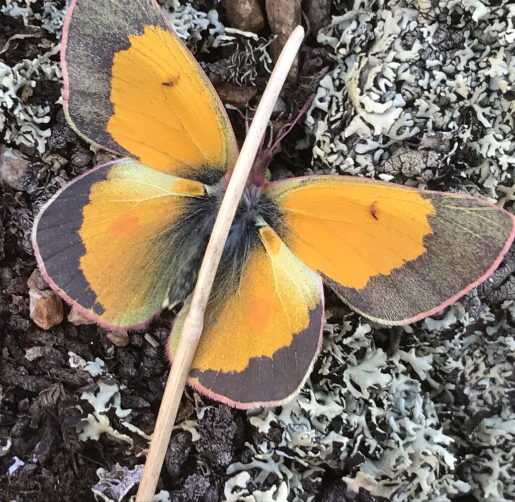 Mariposa de las montañas de Norteamérica. Créditos: Stinglessbee.