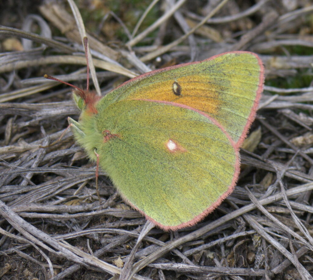 Mariposa de las montañas de Norteamérica. Créditos: Robert Webster.